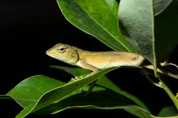 Kameleont Trädet — Stockfoto