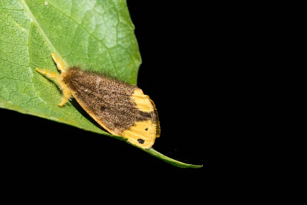 Moth Liściu — Zdjęcie stockowe