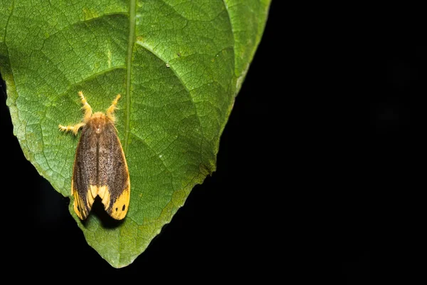 Falena Sulla Foglia — Foto Stock