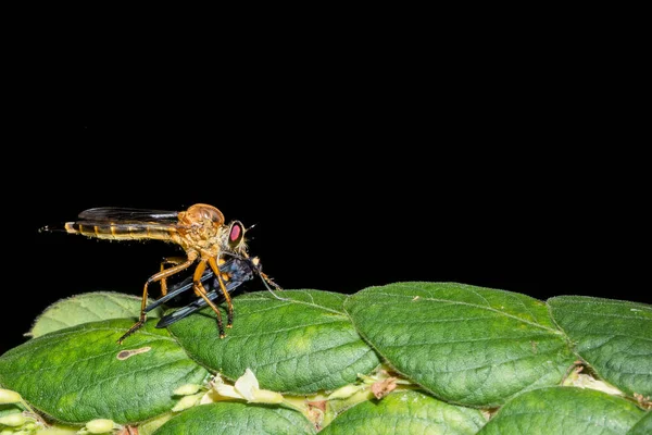 Robberfly Está Comiendo Comida —  Fotos de Stock