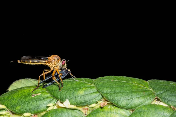 Robberfly Τρώει Φαγητό — Φωτογραφία Αρχείου