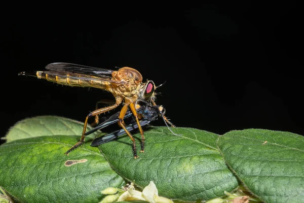 Robberfly Está Comendo Comida — Fotografia de Stock