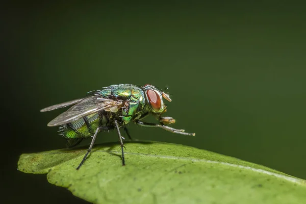 Fliege Auf Dem Blatt — Stockfoto