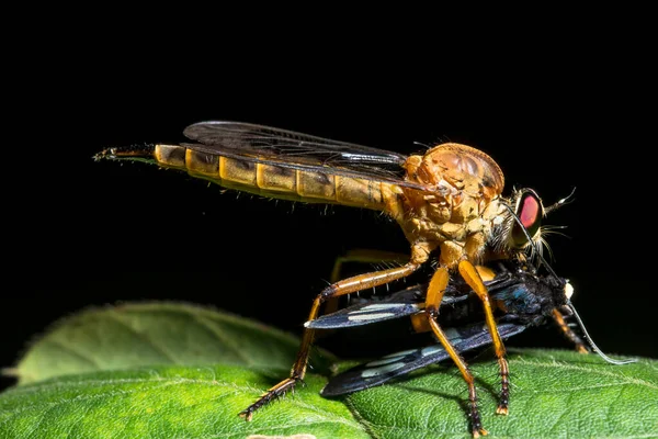 Robberfly Está Comiendo Comida —  Fotos de Stock