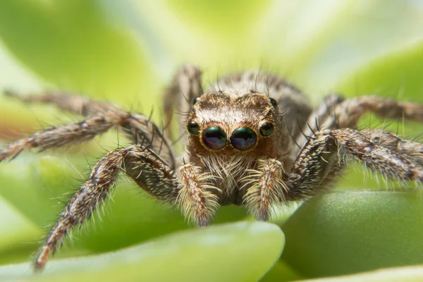 Makro Spinne Auf Blatt — Stockfoto