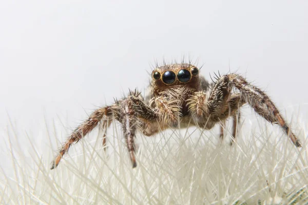 Makro Spinne Auf Blatt — Stockfoto