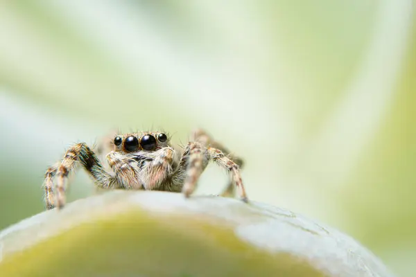 葉の上のマクロスパイダー — ストック写真