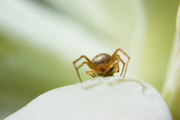 Macro Araignée Sur Feuille — Photo