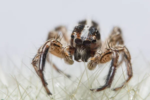 Makro Spinne Auf Blatt — Stockfoto