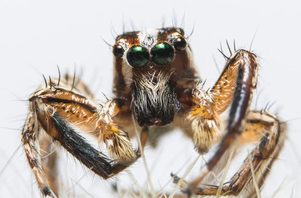 Macro Aranha Folha — Fotografia de Stock