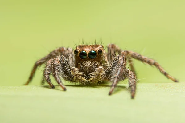 Makro Spider Listu — Stock fotografie