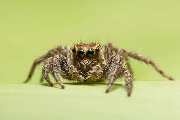 Makro Spinne Auf Blatt — Stockfoto