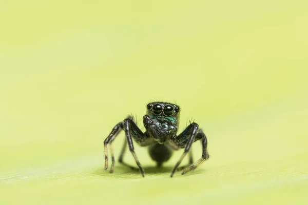 Makro Spinne Auf Blatt — Stockfoto