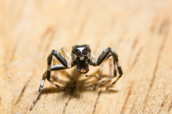 Makro Spider Listu — Stock fotografie