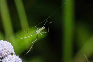 Yaprak Üzerine Macro Spider