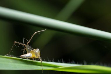 Yaprak Üzerine Macro Spider