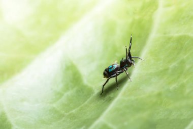 Yaprak Üzerine Macro Spider