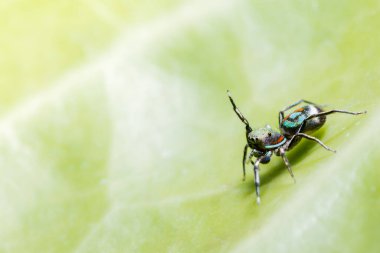 Yaprak Üzerine Macro Spider
