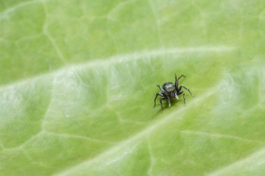 Yaprak Üzerine Macro Spider
