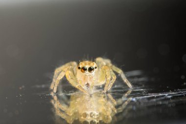 Yaprak Üzerine Macro Spider