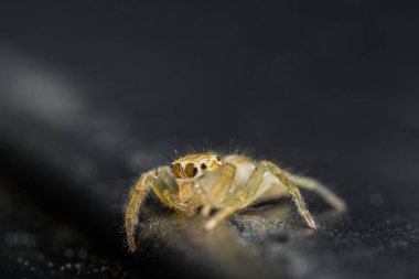 Yaprak Üzerine Macro Spider