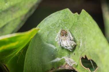 Yaprak Üzerine Macro Spider