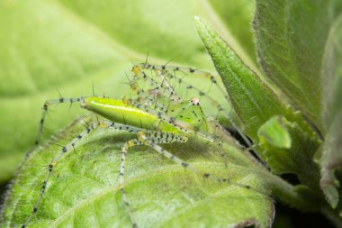 Yaprak Üzerine Macro Spider