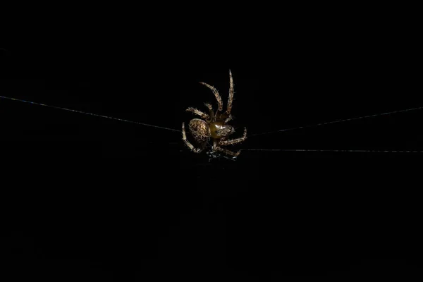 Makro Spider Listu — Stock fotografie