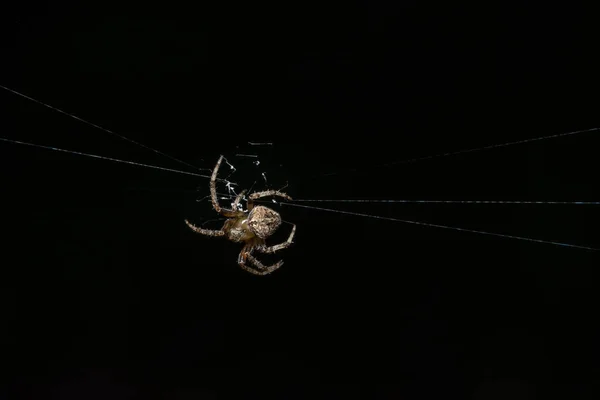 Makro Spinne Auf Blatt — Stockfoto