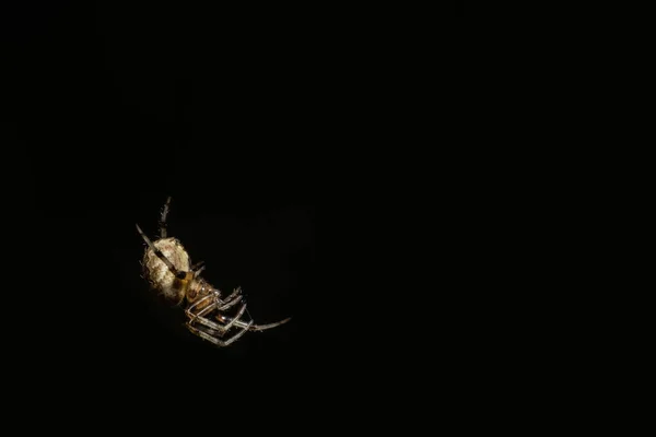 Makro Spinne Auf Blatt — Stockfoto