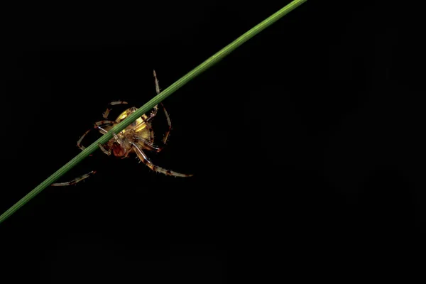 葉の上のマクロスパイダー — ストック写真