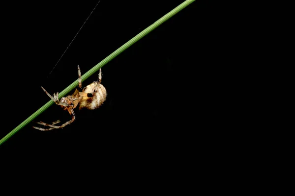 Макро Павук Листі — стокове фото