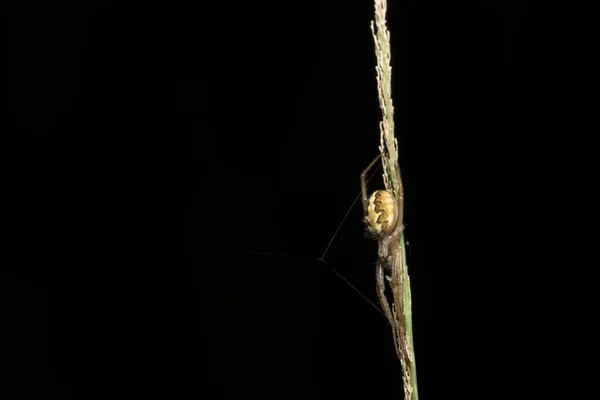 Makro Spinne Auf Blatt — Stockfoto