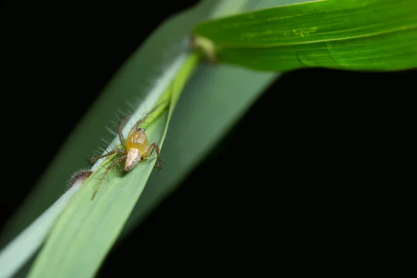 Macro Araña Hoja —  Fotos de Stock