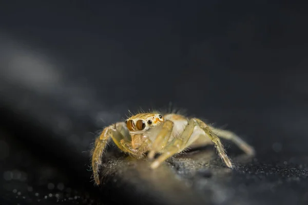 Macro Spider Φύλλα — Φωτογραφία Αρχείου