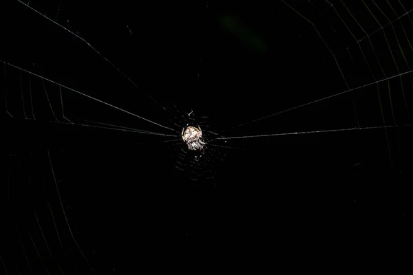 Makro Spider Listu — Stock fotografie