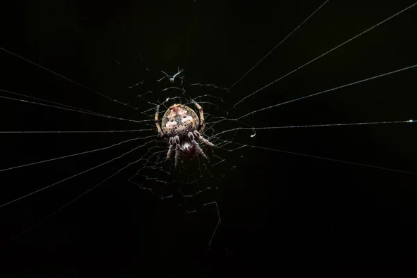 Makro Spinne Auf Blatt — Stockfoto