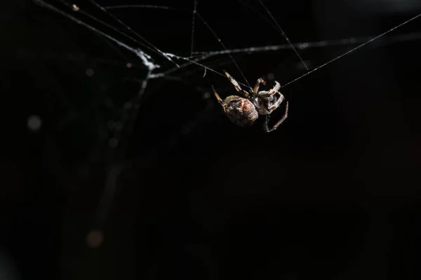 Macro Araña Hoja — Foto de Stock