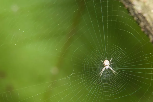 Makro Spider Listu — Stock fotografie