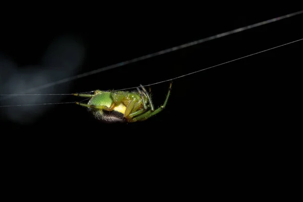 Macro Aranha Folha — Fotografia de Stock