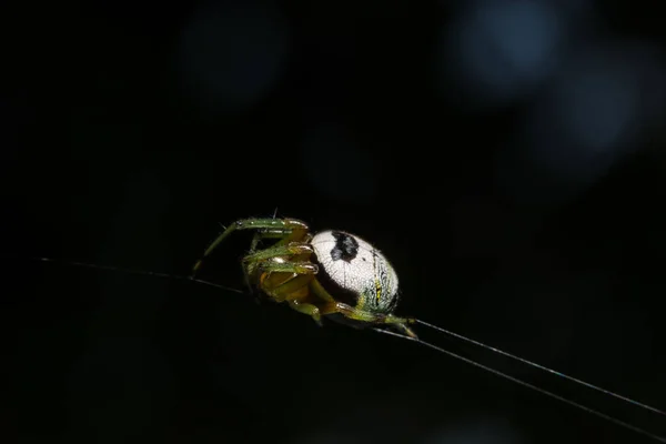 Makro Spinne Auf Blatt — Stockfoto