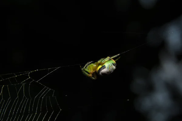 Макро Павук Листі — стокове фото