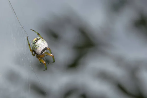 Macro Araignée Sur Feuille — Photo