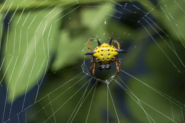 Macro Spider Φύλλα — Φωτογραφία Αρχείου