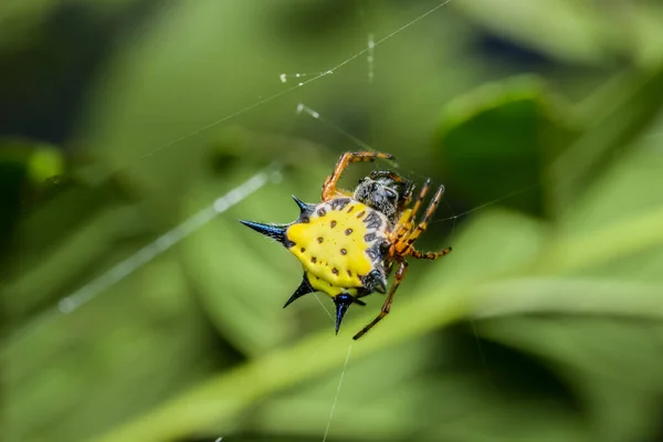 Macro Spider Φύλλα — Φωτογραφία Αρχείου