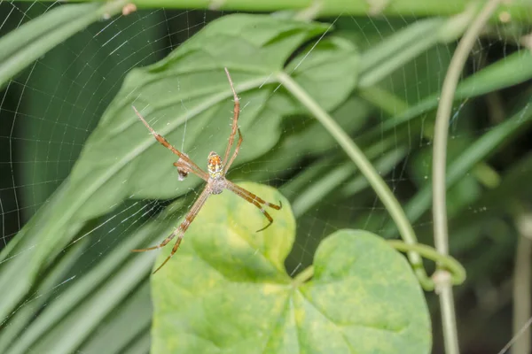 Macro Aranha Folha — Fotografia de Stock