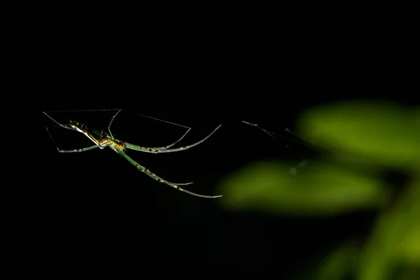 Macro Araignée Sur Feuille — Photo