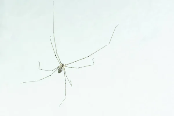 Macro Spider Leaf — Stock Photo, Image