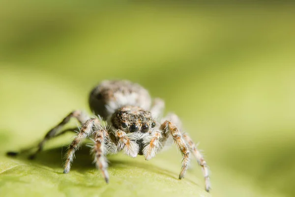 Yaprak Üzerine Macro Spider — Stok fotoğraf