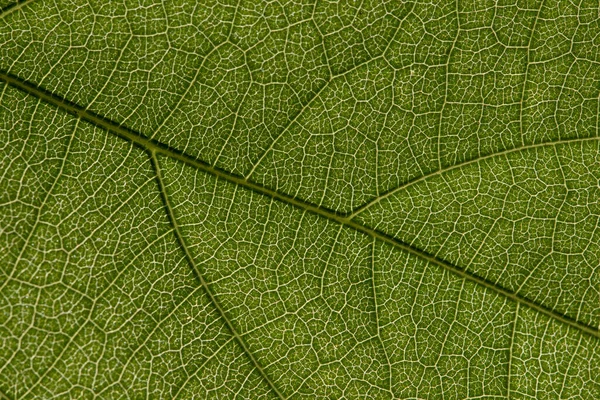 Yeşil Yapraklardan Oluşan Arka Plan Makro Deseni — Stok fotoğraf